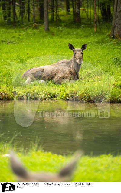 Elch / moose / DMS-16993