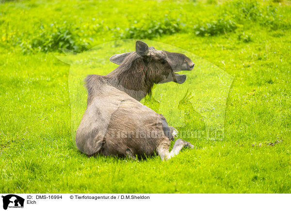 Elch / moose / DMS-16994