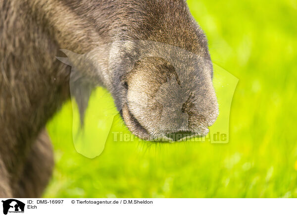 Elch / moose / DMS-16997