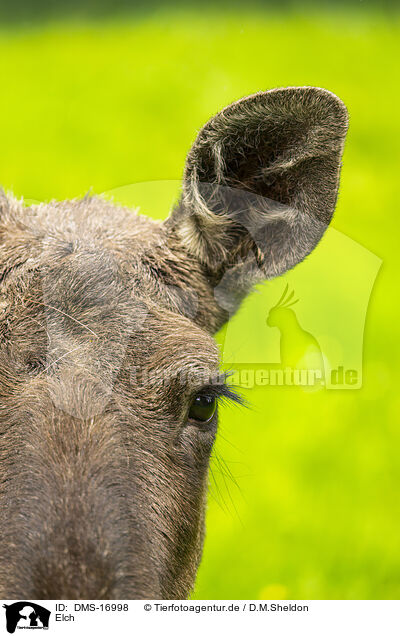 Elch / moose / DMS-16998