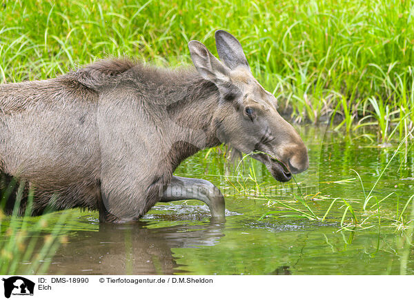 Elch / moose / DMS-18990