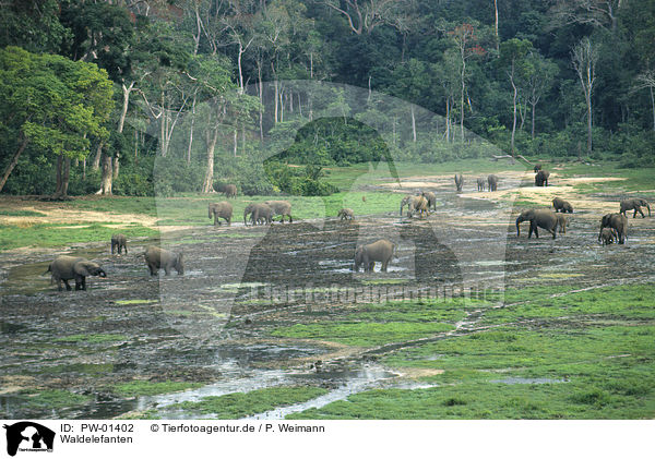Waldelefanten / elephants / PW-01402