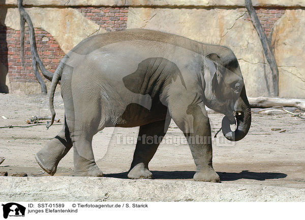 junges Elefantenkind / SST-01589