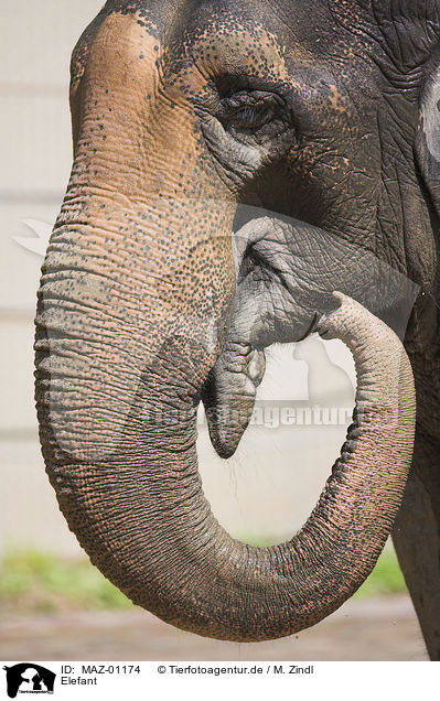 Elefant / MAZ-01174