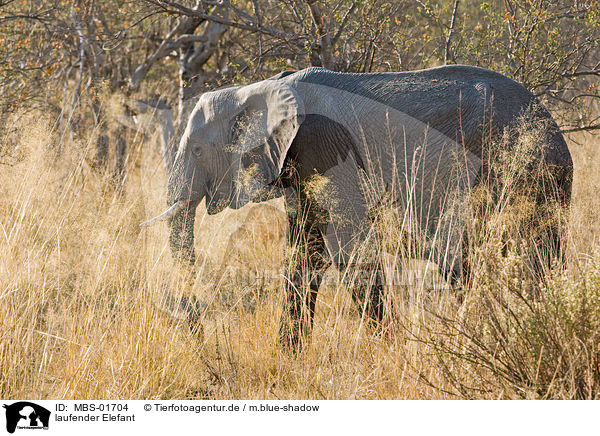 laufender Elefant / walking elephant / MBS-01704