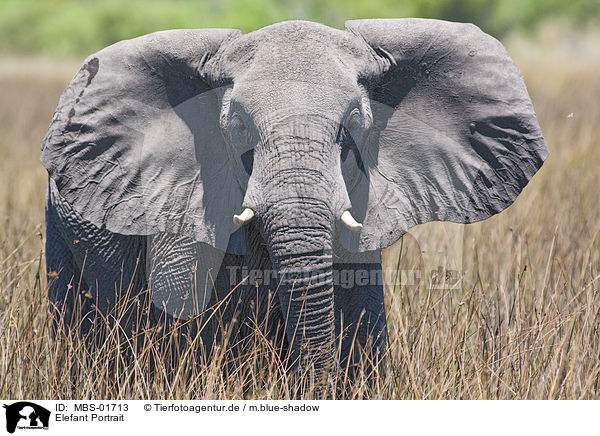 Elefant Portrait / elephant portrait / MBS-01713