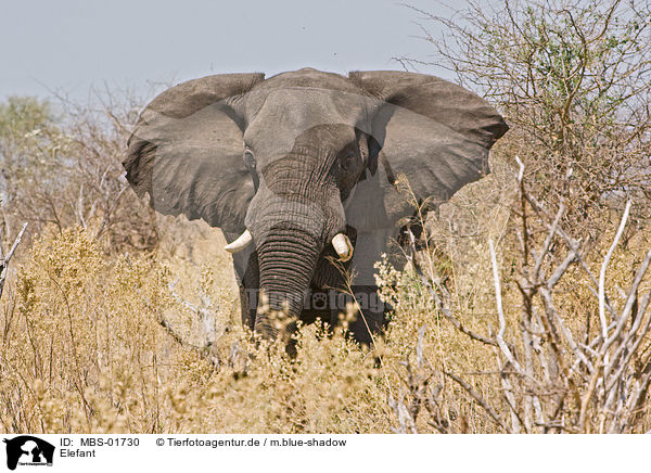 Elefant / MBS-01730