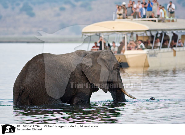 badender Elefant / MBS-01734