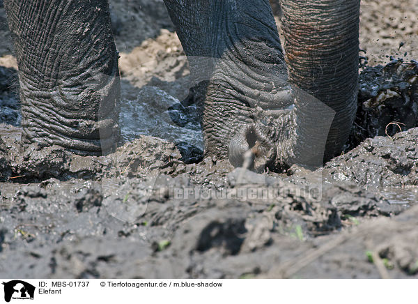 Elefant / MBS-01737