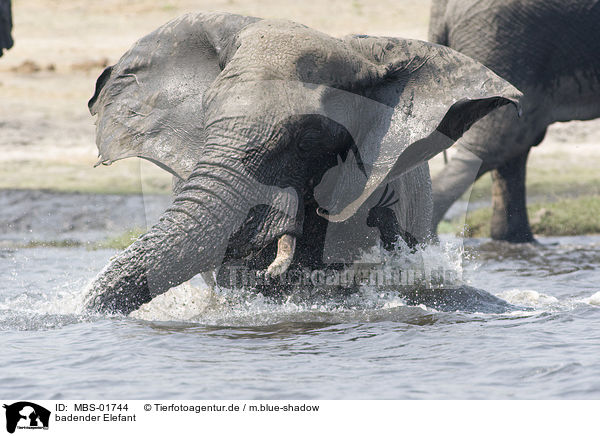 badender Elefant / bathing elephant / MBS-01744