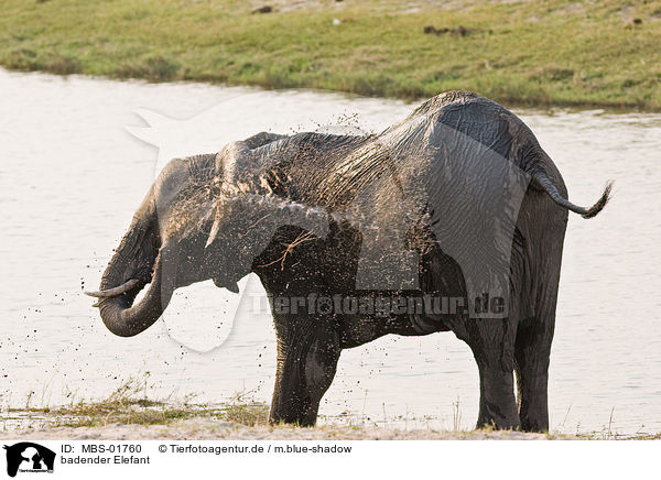 badender Elefant / MBS-01760