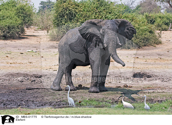 Elefant / MBS-01775