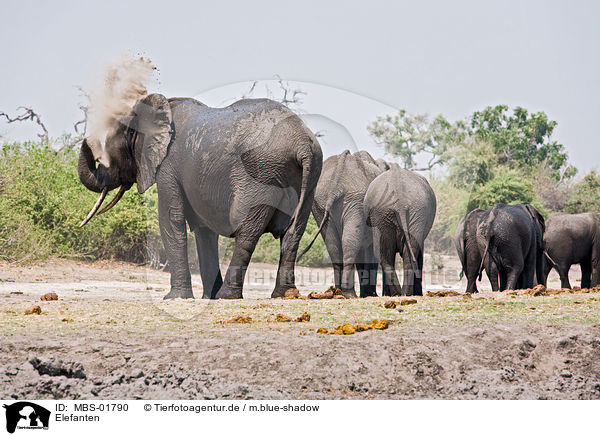 Elefanten / elephants / MBS-01790
