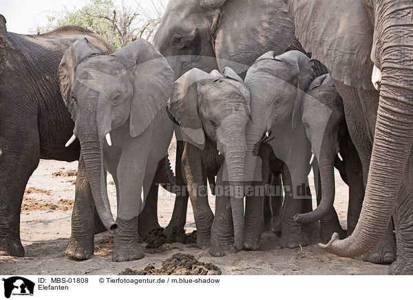 Elefanten / elephants / MBS-01808