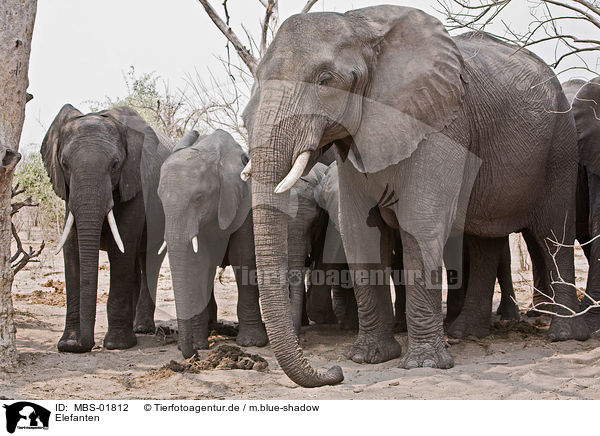 Elefanten / elephants / MBS-01812