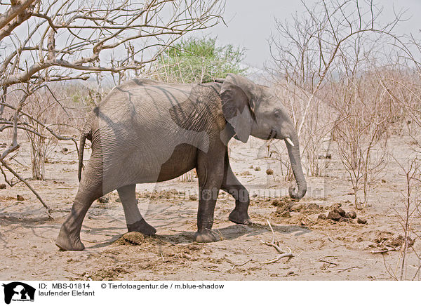 laufender Elefant / walking elephant / MBS-01814