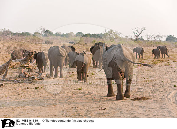 laufende Elefanten / walking elephants / MBS-01819