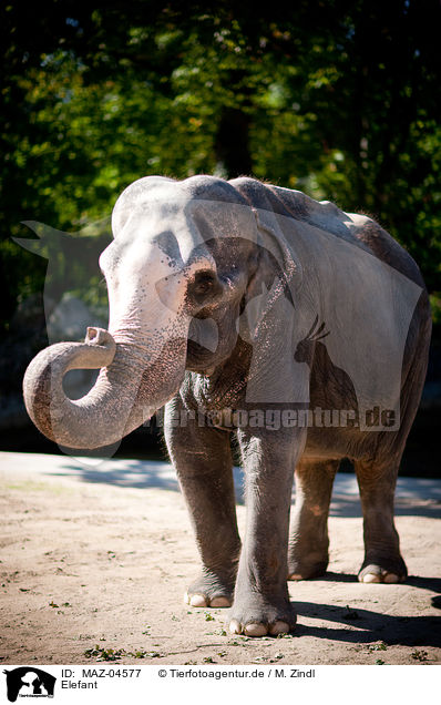 Elefant / MAZ-04577
