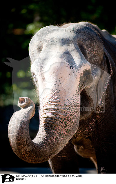 Elefant / MAZ-04581