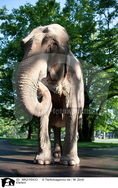 Elefant / elephant / MAZ-05433