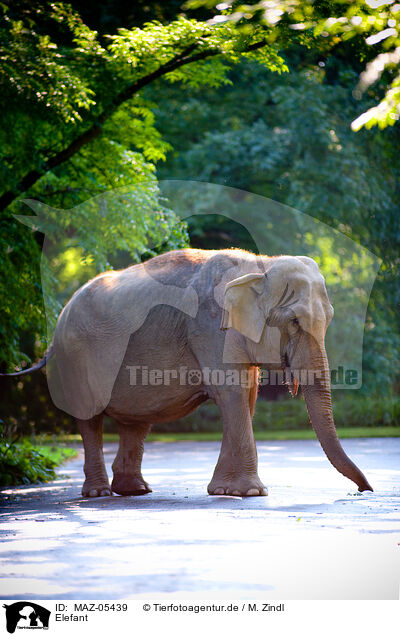 Elefant / elephant / MAZ-05439