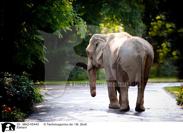 Elefant / MAZ-05440