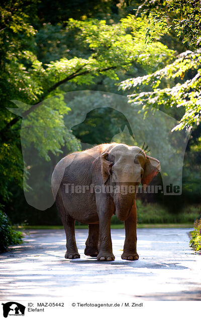 Elefant / elephant / MAZ-05442