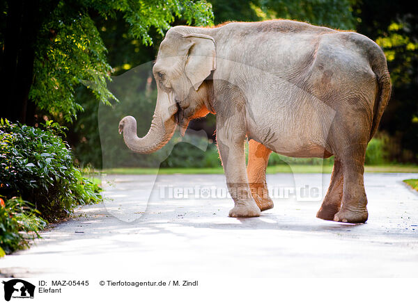 Elefant / MAZ-05445