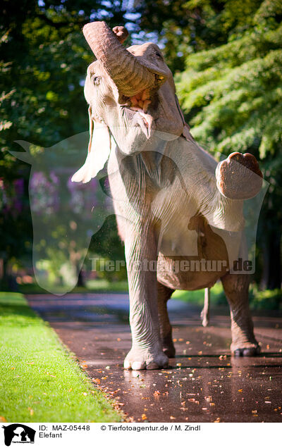 Elefant / elephant / MAZ-05448