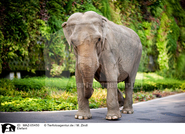 Elefant / MAZ-05450