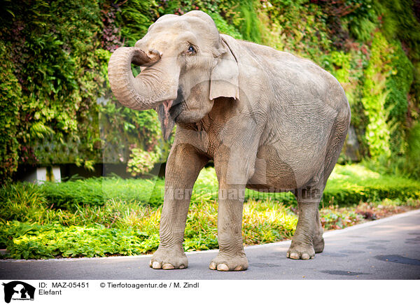 Elefant / MAZ-05451