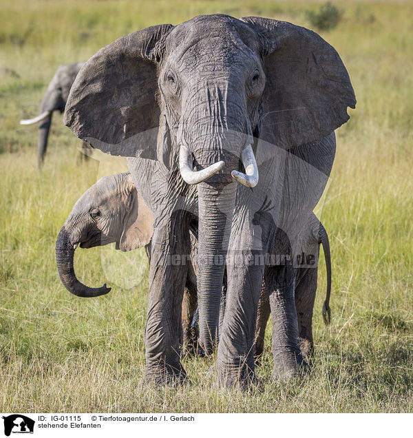 stehende Elefanten / standing Elephants / IG-01115