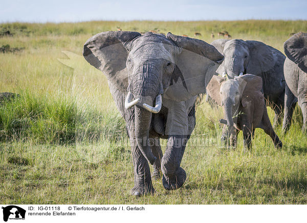 rennende Elefanten / running Elephants / IG-01118