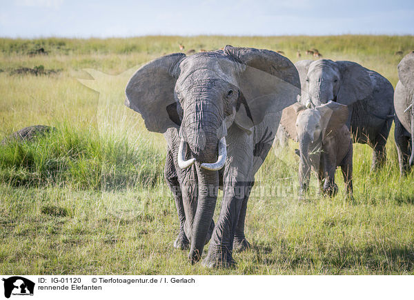 rennende Elefanten / running Elephants / IG-01120