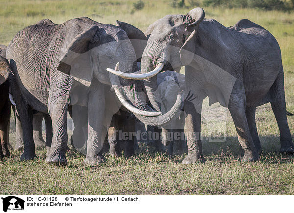 stehende Elefanten / standing Elephants / IG-01128