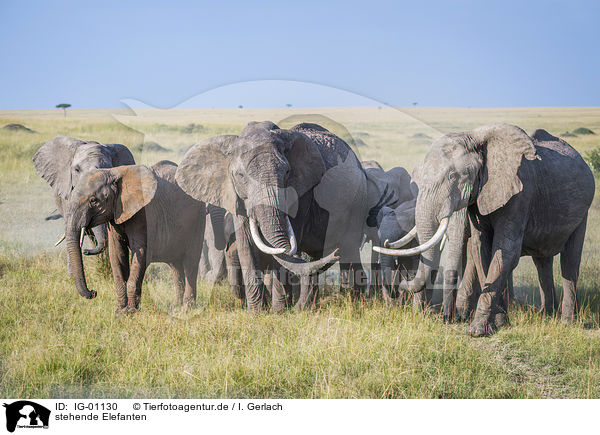 stehende Elefanten / standing Elephants / IG-01130