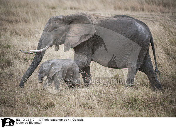laufende Elefanten / walking Elephant / IG-02112
