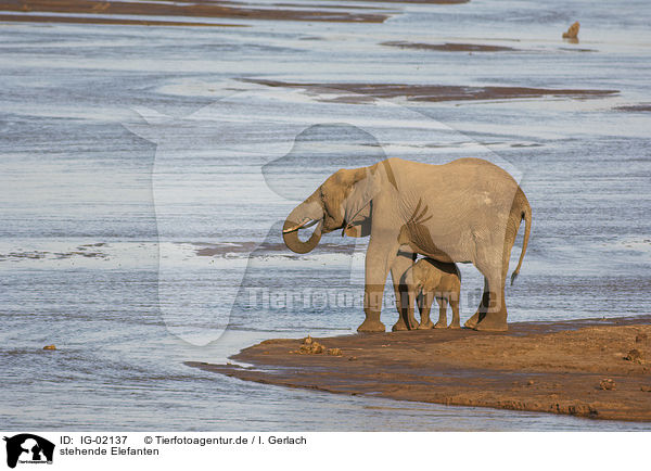 stehende Elefanten / standing Elephant / IG-02137