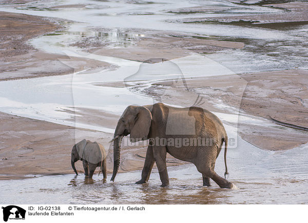 laufende Elefanten / walking Elephant / IG-02138