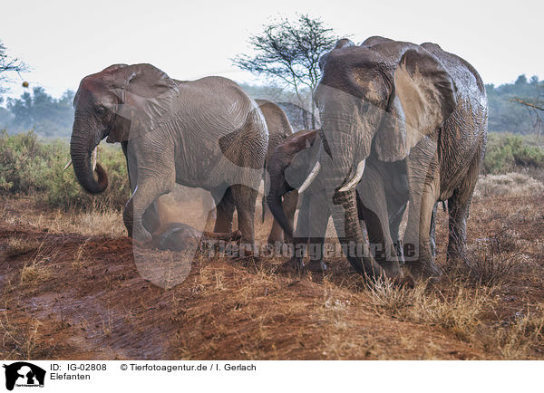 Elefanten / Elephants / IG-02808