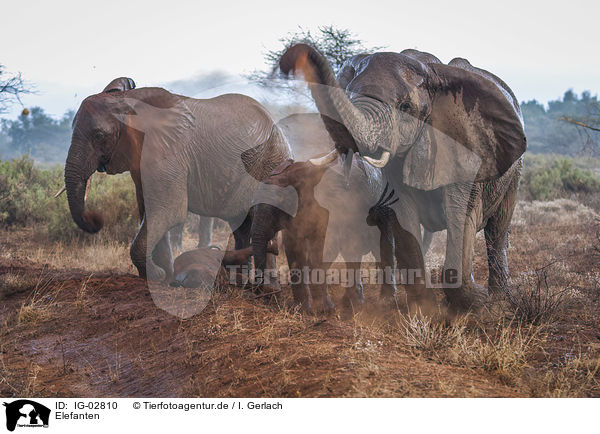 Elefanten / Elephants / IG-02810