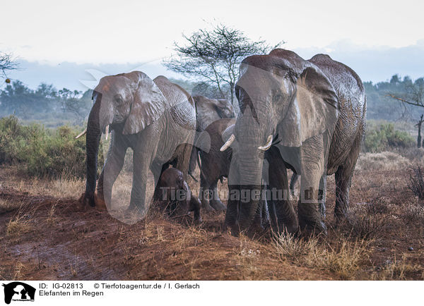 Elefanten im Regen / Elephants in the rain / IG-02813