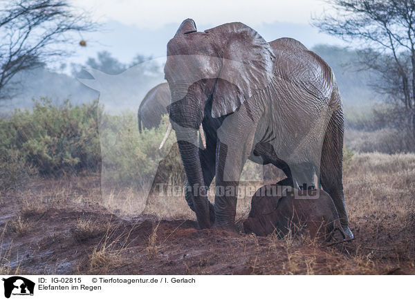 Elefanten im Regen / Elephants in the rain / IG-02815