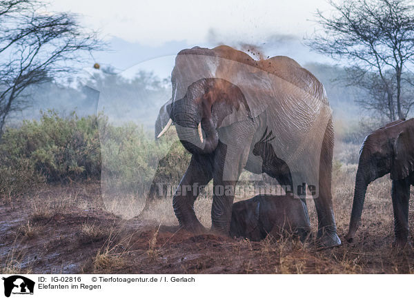 Elefanten im Regen / Elephants in the rain / IG-02816