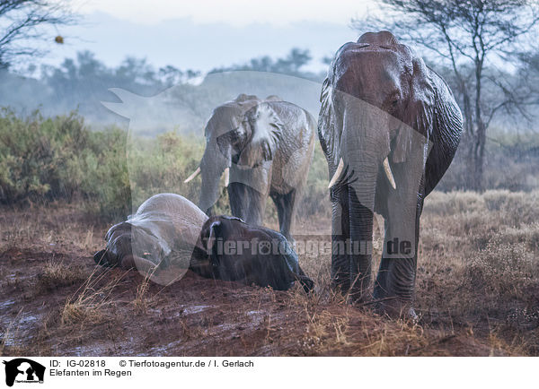 Elefanten im Regen / Elephants in the rain / IG-02818