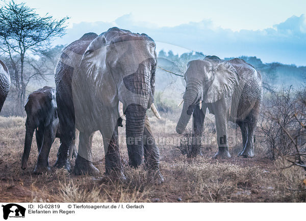 Elefanten im Regen / Elephants in the rain / IG-02819