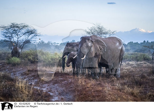 Elefanten im Regen / Elephants in the rain / IG-02820