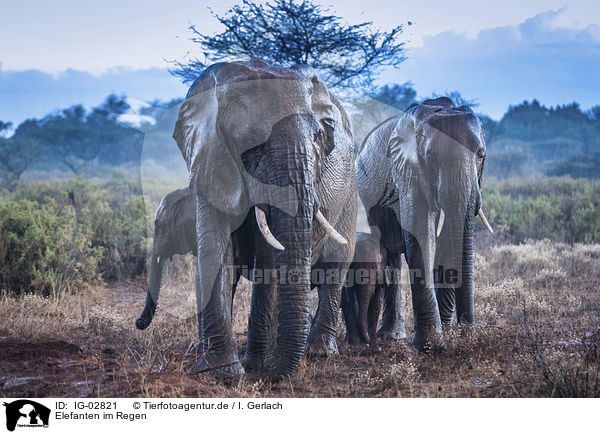 Elefanten im Regen / Elephants in the rain / IG-02821