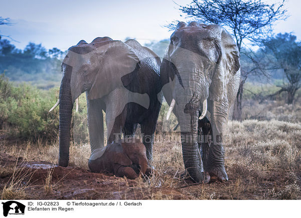 Elefanten im Regen / Elephants in the rain / IG-02823