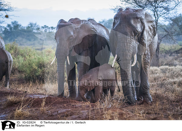 Elefanten im Regen / Elephants in the rain / IG-02824